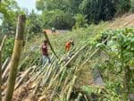 Suara Berderak, Rumpun Bambu Timpa Rumah Warga di Tarakan