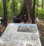 Meratus Geopark: Kahung Surga Ekowisata di Jantung Borneo