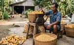 Harga Tengkulak Lebih Tinggi, Jagung Petani Tak Masuk Bulog